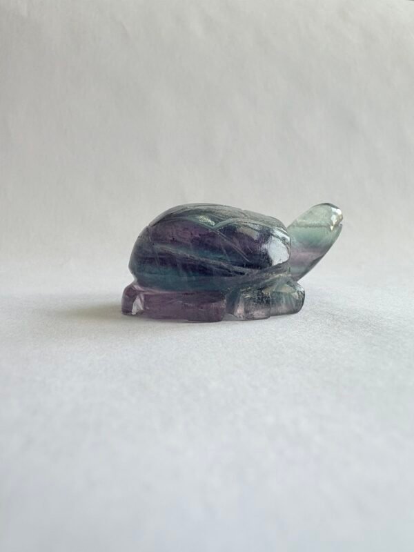Fluorite turtle